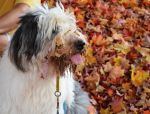 Madi in the leaves.jpg
