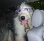 Madison in her doggles.jpg