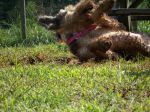 Maggie-loves-dirt.jpg