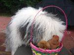 Molly with her Easter Basket.jpg