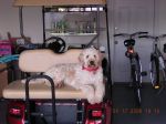 Murphy on Cart 3 May 17.jpg