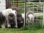 Playing in the water trough~0.jpg