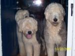 Sheepie Greeters2.jpg