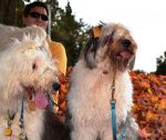 Sheepies in the Leaves.jpg