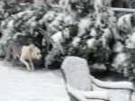 Snow Day 2.0.JPG