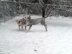 Snow Day 3.0.JPG