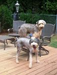 Spanky & Treasure.JPG