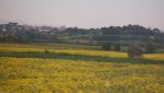 Umbria sunflower fields.JPG