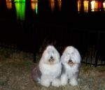 Wigglebums at McAdenville.jpg