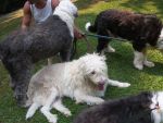 rescuedogs 402.jpg