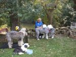 rescuedogs 405.jpg