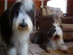 Last picture of Nina and Nani together.JPG