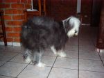 Nani in her full coat.JPG