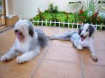 Nani in her new home, with puppy Nina.JPG