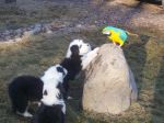 billie and the puppies march 2007 014.JPG