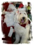 Baley _Santa Hat 09 1.jpg