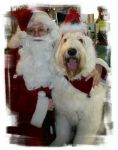 Baley_Santa_Hat.jpg