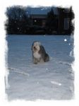 Bax the snow dog.jpg