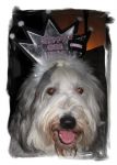 Baxter Happy New Year2.jpg