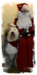 Baxter_Santa09.jpg