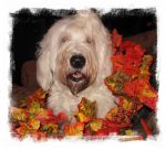 I Love Fall.jpg