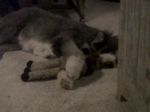 IMG00098-20110114-1853.jpg