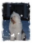 Snow Angel.jpg