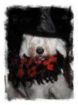 Who is that Witch.jpg