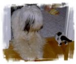duffy & kitten pug (2).jpg