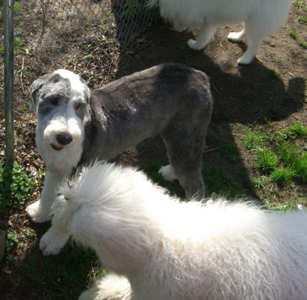 golden retriever puppy cut. picture Poodle+puppy+cut