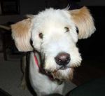Buddy2.jpg