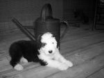 black and white3.jpg