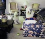 Daisy and Rosco.jpg