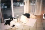 bestdogsx4 004 (2).jpg