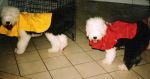 singing in the rain-luke and beau (2)~0.jpg