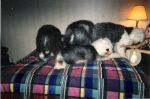 ve fallen and am buried under the sheepies (2).jpg