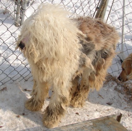 old english sheepdog rescue midwest