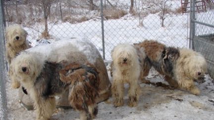 old english sheepdog rescue midwest