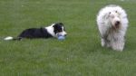 Dawnie and Border Collie at Dog Park.jpg