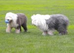 Dawnie and Mady at Dog Park.jpg