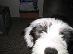 sasha looking close.jpg