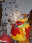 Image006.jpg