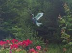 hummingbird1.jpg