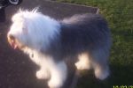 bear after a bath and grooming.jpg