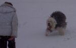 bear running in snow.jpg