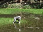 Bailey 1.jpg