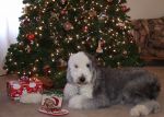 Bailey Xmas Card 2.jpg