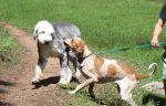 Bailey and Wally.jpg