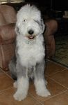 Bailey says Cheese.jpg