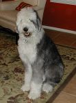Bailey strikes a pose.jpg